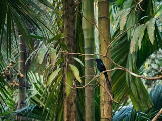 a Black drongo bird in a tropical environment