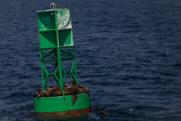 Fototapeta na wymiar Group of seals resting on a green sea buoy.