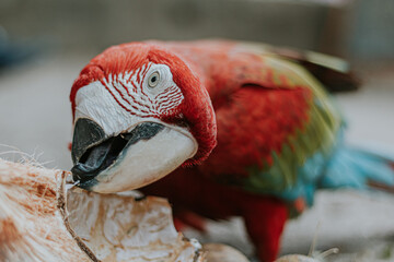 Loro, colorido close up