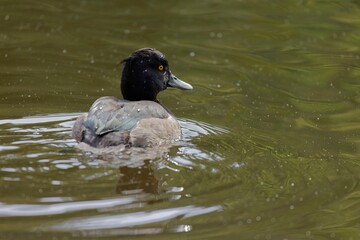 Mature Crested black (Aythya fuligula) duck  gracefully gliding through a tranquil pond