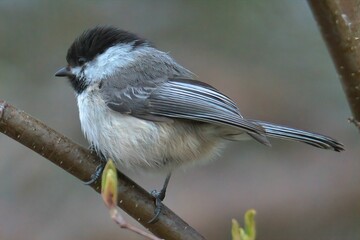 Obraz premium Small Chickadee bird perched on a thin and curved twig