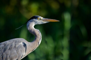 Closeup of a gray heron on background of green trees
