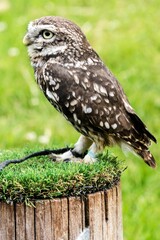 Close-up of an adorable owl perched on top of lush, green grass, looking off into the distance
