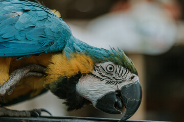 Loro, colorido close up