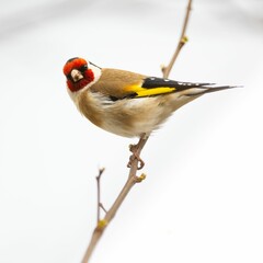 Closeup of small European Goldfinch bird perched on a twig on the background of the snowy landscape