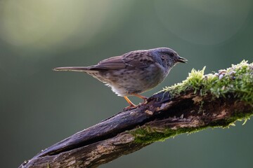 Sparrow perched on a tree branch