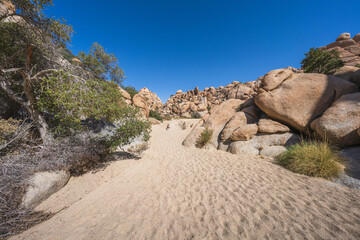 hiking the lost horse mine loop trail in joshua tree national park, california, usa