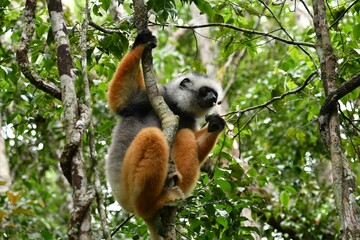 Diademed Sifaka perched in a tree.