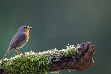 European robin (Erithacus rubecula) perched on a branch