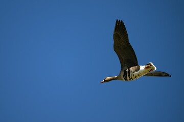 Majestic white-fronted goose with its wings spread wide, gliding gracefully on the breeze