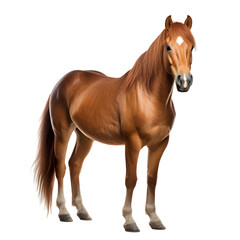 Portrait of a welsh pony horse with long mane isolated on transparent background (png)