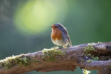 Closeup of a robin perched on a tree branch with moss against a green background