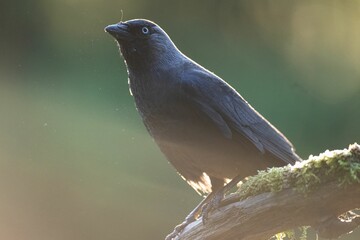 Closeup of a Jackdaw perched on a tree branch with moss against a green background