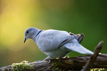 Closeup of a turtledove perched on a tree branch with moss against a green background