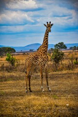 Obraz premium Giraffe stands in the middle of a grassy field