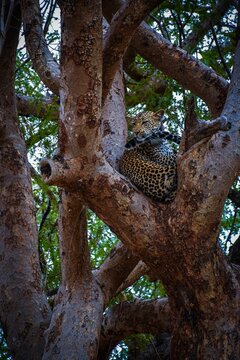 an image of a leopard sitting in a tree taken from the ground