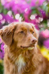 Domestic brown dog in a garden