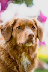 Domestic brown dog in a garden