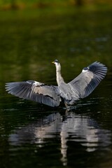 Obraz premium Vertical selective focus shot of a gray heron landing on a lake surface
