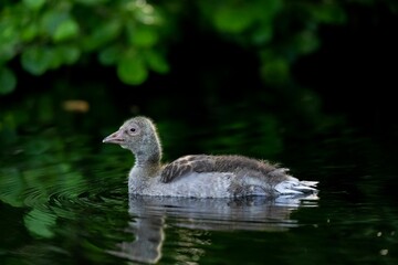 Selective focus shot of a young goose swimming on a pond