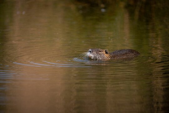Beaver pictured swimming in a lake, looking up from the surface of the water