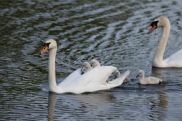 Beautiful shot of a family of swans swimming on a lake