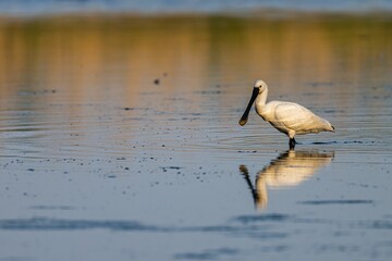 Selective focus shot of a spoonbill bird wading in a pond