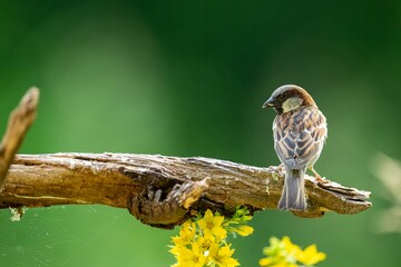 House sparrow perched on a branch