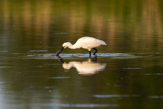 Selective focus shot of a spoonbill bird wading in a pond