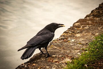 Black crow perched on a concrete ledge next to a body of water - obrazy, fototapety, plakaty