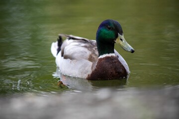 Obraz premium Duck swimming in a tranquil pond.
