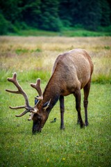 Scenic view of a deer grazing on a green meadow