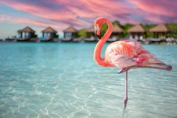 Fotobehang Closeup of a flamingo in the sea on Renaissance Island, Aruba © Wirestock