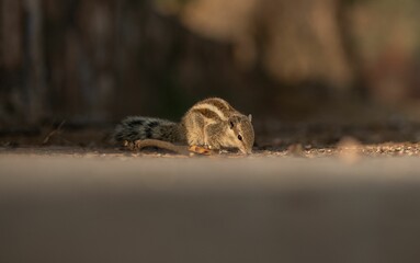 Grey-furred squirrel perched on the ground next to a wooden fence, snacking