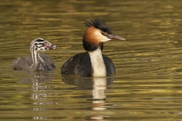 Adorable great crested grebes (Podiceps cristatus) swimming in a tranquil pond