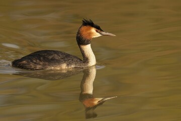 Adorable great crested grebe (Podiceps cristatus) swimming in a tranquil pond