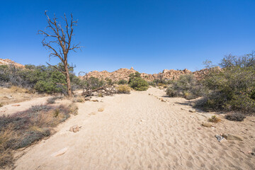 hiking the lost horse mine loop trail in joshua tree national park, california, usa