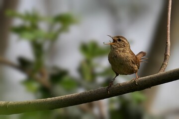 Wren bird perched atop a wooden tree trunk in a rural outdoor setting
