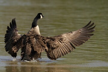 Beautiful Canada goose (Branta canadensis) taking a leisurely swim in a tranquil lake