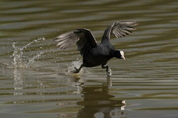 Coot swimming in the crystal clear waters of a natural lake, its wings spread