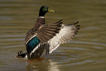 Obraz premium Male Mallard duck flapping its wings in a pond situated in a natural environment