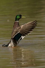 Male Mallard duck flapping its wings in a pond situated in a natural environment