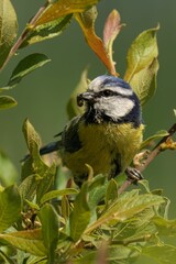 Beautiful blue tit perched on a tree branch, delicately eating its meal of freshly gathered seeds
