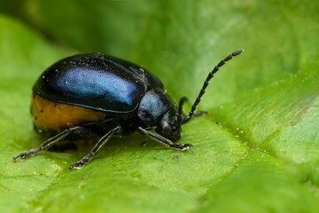 Close-up shot of a Alder Leaf Beetle perched atop a green leaf
