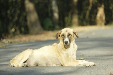 Pale beige street dog lying on the road and looking at the camera.
