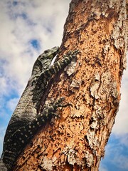 Fototapeta premium Lace monitor lizard on the side of a tree trunk