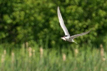Bird soaring over a sunlit field of tall reeds, its wings spread wide as it soars through the air