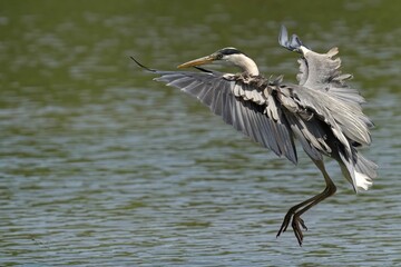 Elegant Grey Heron bird launches off the surface of a tranquil pond