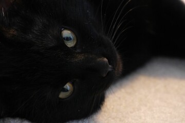 Beautiful black cat looking at the camera.