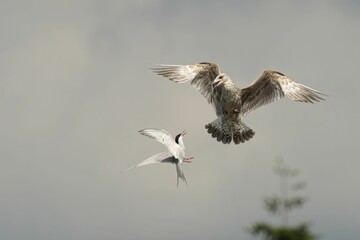 Common Tern bird in flight over a body of water illuminated by the bright light of the sun